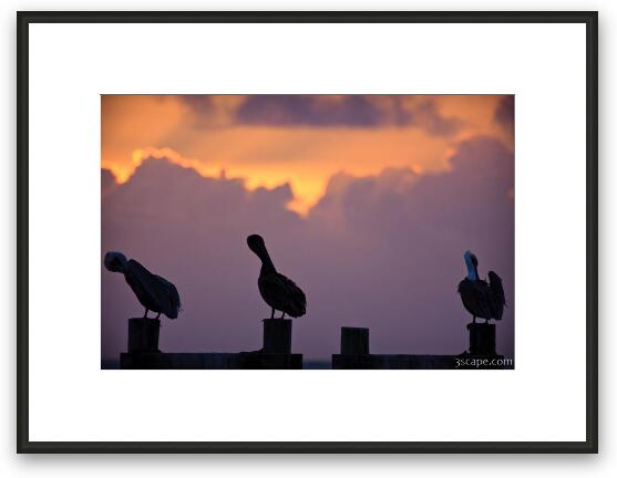 Pelicans at sunrise Framed Fine Art Print