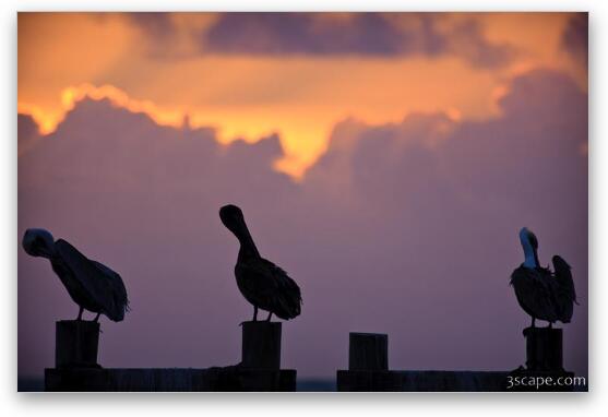 Pelicans at sunrise Fine Art Metal Print
