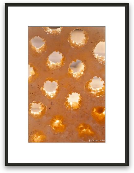 Backlit coral macro Framed Fine Art Print