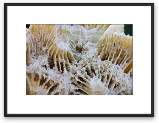 Coral macro abstract Framed Fine Art Print