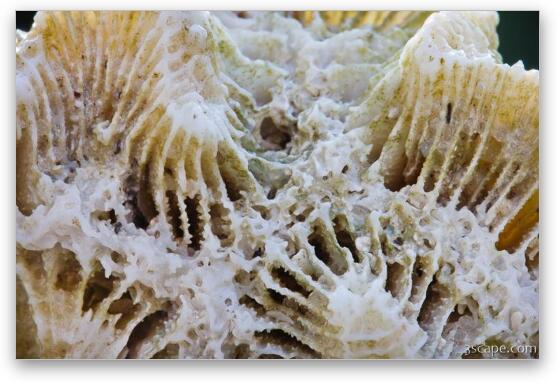 Coral macro abstract Fine Art Metal Print