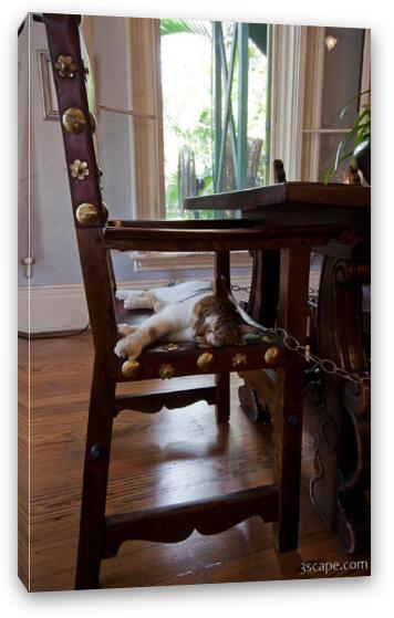Six toed cat at the Ernest Hemingway home Fine Art Canvas Print