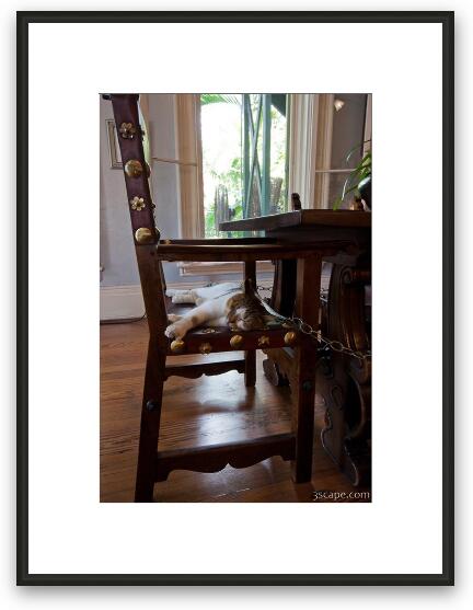 Six toed cat at the Ernest Hemingway home Framed Fine Art Print
