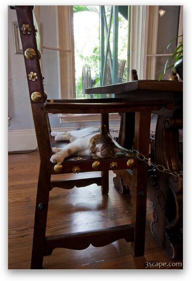 Six toed cat at the Ernest Hemingway home Fine Art Metal Print