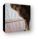 Six toed cat at the Ernest Hemingway home Canvas Print