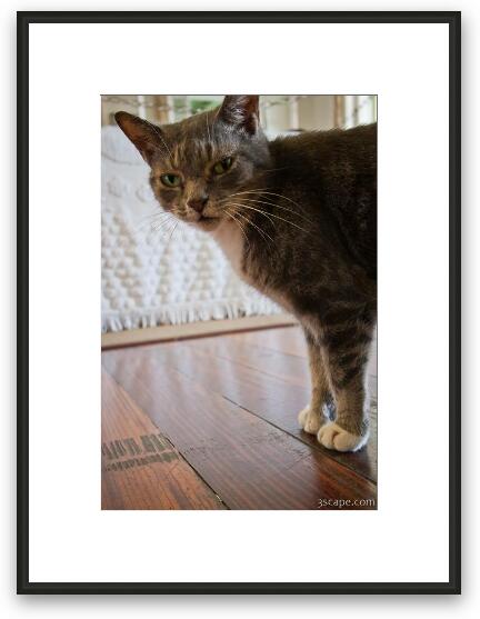 Six toed cat at the Ernest Hemingway home Framed Fine Art Print