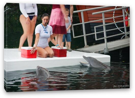 Trainers and dolphins Fine Art Canvas Print