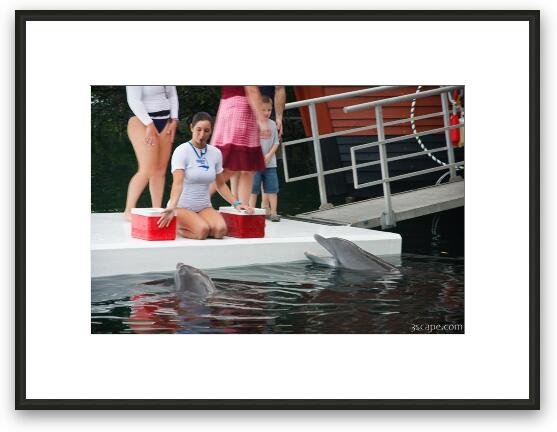 Trainers and dolphins Framed Fine Art Print