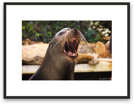 California Sea Lion Framed Fine Art Print