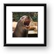 California Sea Lion Framed Print