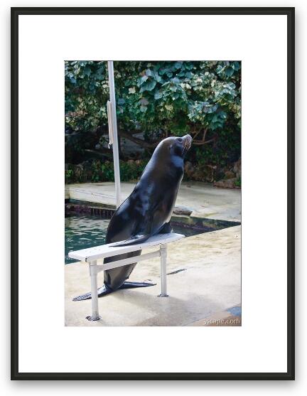 Sea lion Framed Fine Art Print