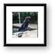 Sea lion Framed Print