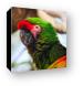 Military Macaw Parrot Canvas Print