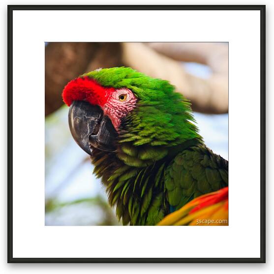 Military Macaw Parrot Framed Fine Art Print
