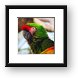 Military Macaw Parrot Framed Print