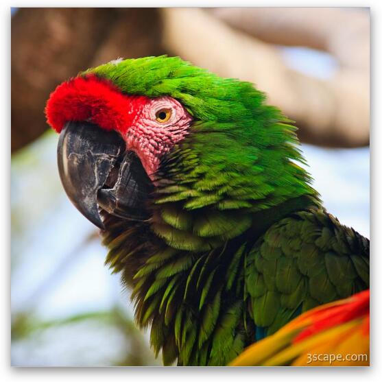 Military Macaw Parrot Fine Art Metal Print