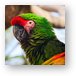 Military Macaw Parrot Metal Print