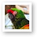 Military Macaw Parrot Art Print
