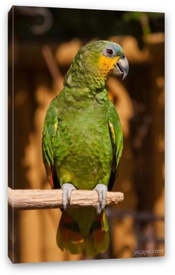 Orange-winged Amazon Parrot Fine Art Canvas Print