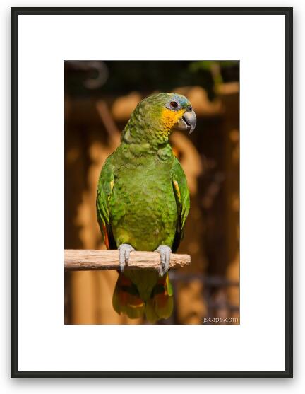Orange-winged Amazon Parrot Framed Fine Art Print