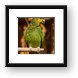 Orange-winged Amazon Parrot Framed Print