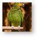 Orange-winged Amazon Parrot Metal Print