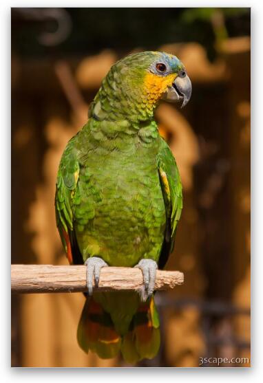 Orange-winged Amazon Parrot Fine Art Print
