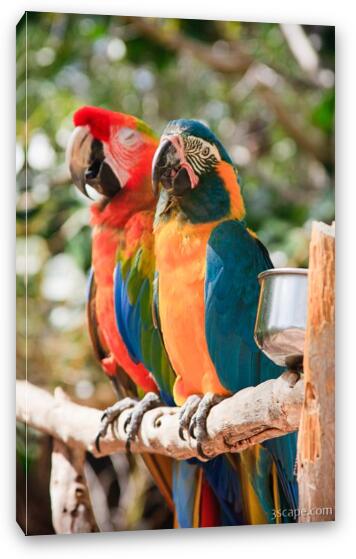 Macaw Parrots Fine Art Canvas Print
