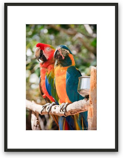 Macaw Parrots Framed Fine Art Print