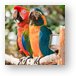 Macaw Parrots Metal Print
