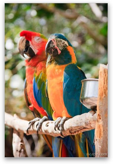 Macaw Parrots Fine Art Print