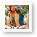Macaw Parrots Art Print