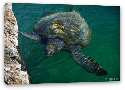 Leatherback Sea Turtle Fine Art Canvas Print