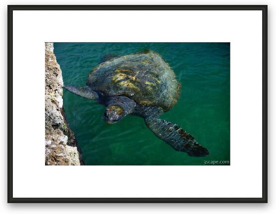 Leatherback Sea Turtle Framed Fine Art Print