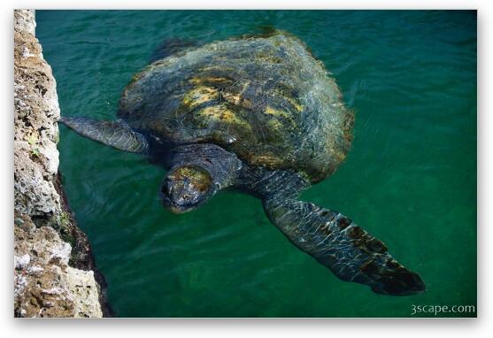Leatherback Sea Turtle Fine Art Metal Print
