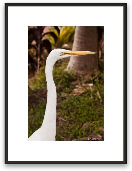 Great White Egret Framed Fine Art Print