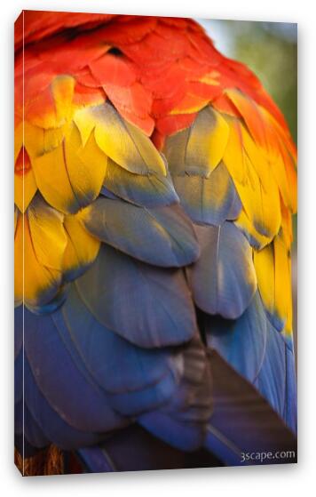Macaw Parrot Plumes Fine Art Canvas Print