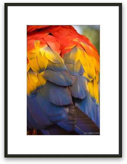 Macaw Parrot Plumes Framed Fine Art Print