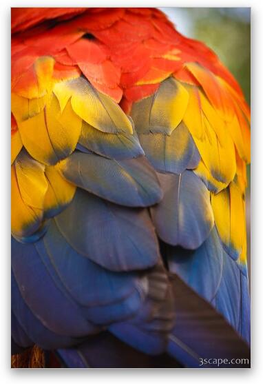 Macaw Parrot Plumes Fine Art Metal Print