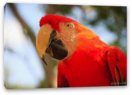 Scarlet Macaw Parrot Fine Art Canvas Print