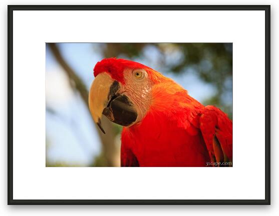 Scarlet Macaw Parrot Framed Fine Art Print