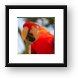 Scarlet Macaw Parrot Framed Print