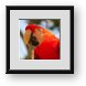 Buy Framed Print