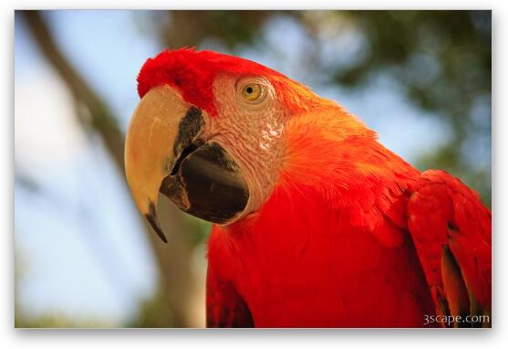 Scarlet Macaw Parrot Fine Art Metal Print