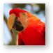 Scarlet Macaw Parrot Metal Print