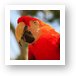 Scarlet Macaw Parrot Art Print