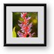 Buy Framed Print