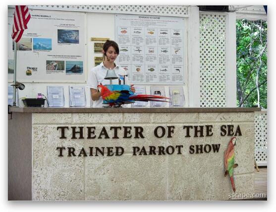 Theater of the Sea - Parrot Show Fine Art Metal Print