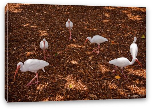 White Ibis birds hovering for scraps Fine Art Canvas Print
