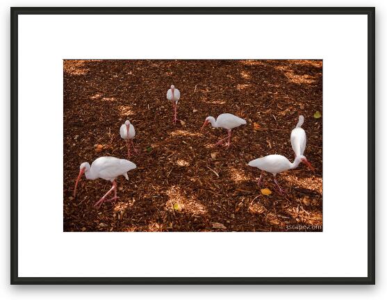 White Ibis birds hovering for scraps Framed Fine Art Print